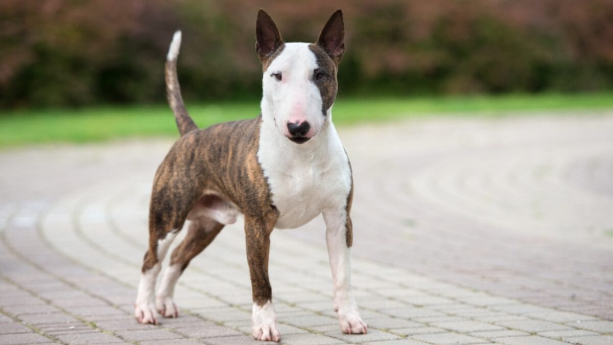 No "Bull" About it: 10 Rookie Mistakes to Avoid When Training Your Miniature Bull Terrier 8 No "Bull" About it: 10 Rookie Mistakes to Avoid When Training Your Miniature Bull Terrier - mini bull terrier dog standing cement ss696633640