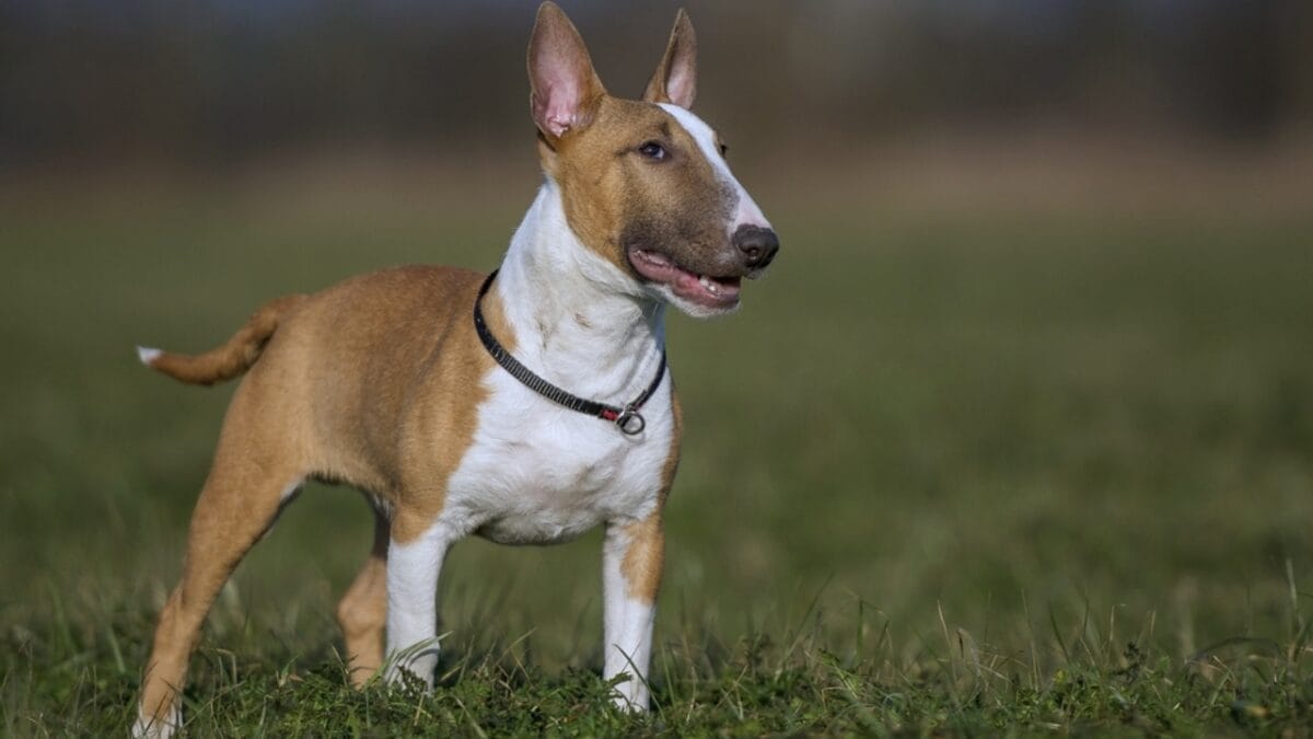 No "Bull" About it: 10 Rookie Mistakes to Avoid When Training Your Miniature Bull Terrier 5 No "Bull" About it: 10 Rookie Mistakes to Avoid When Training Your Miniature Bull Terrier - mini bull terrier dog standing grass ss477791500