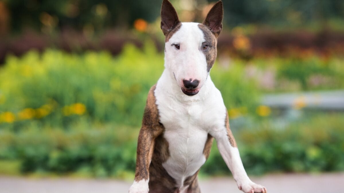 No "Bull" About it: 10 Rookie Mistakes to Avoid When Training Your Miniature Bull Terrier 6 No "Bull" About it: 10 Rookie Mistakes to Avoid When Training Your Miniature Bull Terrier - mini bull terrier dog standing on table ss696565306