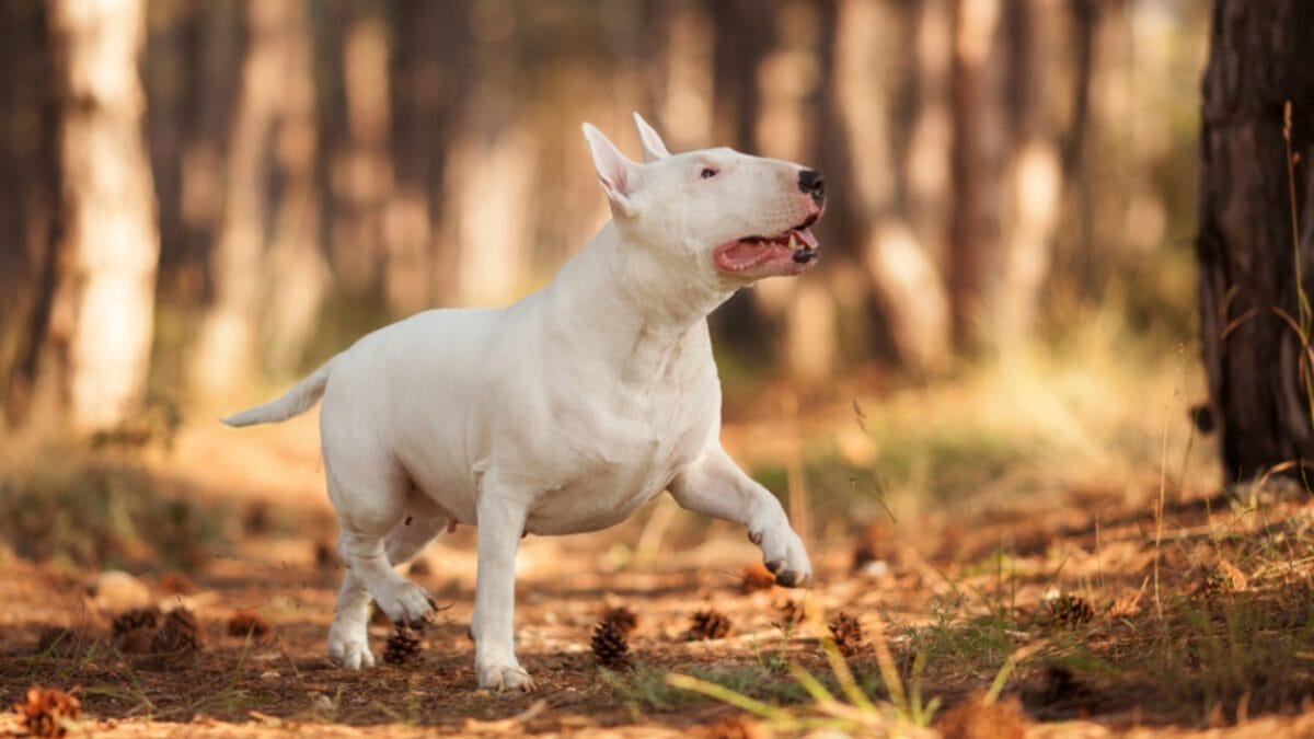 No "Bull" About it: 10 Rookie Mistakes to Avoid When Training Your Miniature Bull Terrier 9 No "Bull" About it: 10 Rookie Mistakes to Avoid When Training Your Miniature Bull Terrier - mini bull terrier forest side ss1125760829