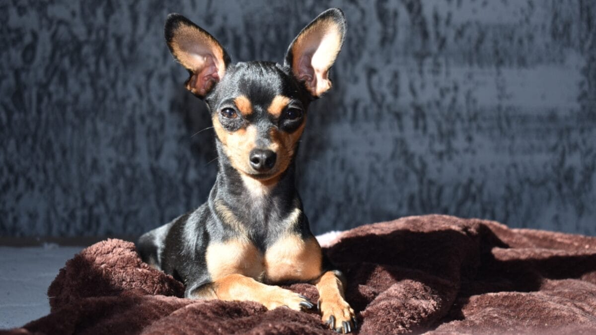 Dog Breeds: All Types from Small to Giant, Personalities & Characteristics 115 Dog Breeds: All Types from Small to Giant, Personalities & Characteristics - mini pinscher ss1929379754