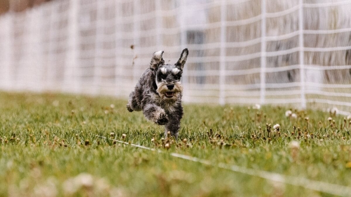 The Mini Schnauzer Dog Life: 8 Pro Tips 4 The Mini Schnauzer Dog Life: 8 Pro Tips - mini schauzer dog running ss2391720841