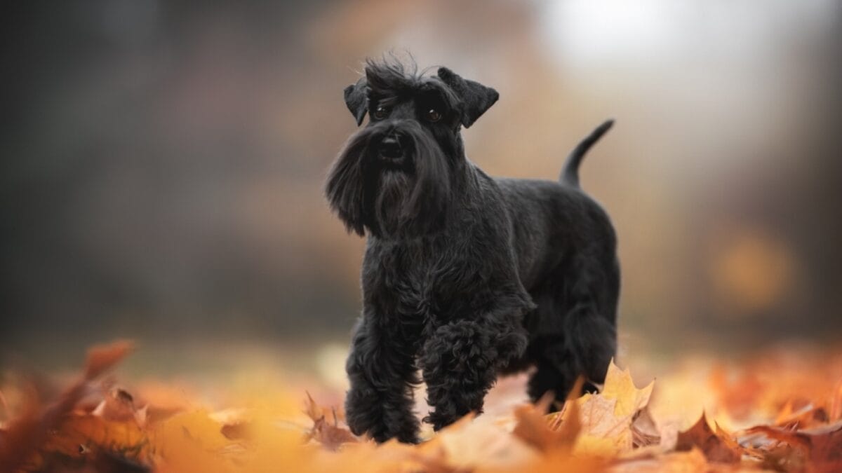 The Mini Schnauzer Dog Life: 8 Pro Tips 8 The Mini Schnauzer Dog Life: 8 Pro Tips - mini schnauzer dog black standing ss2060366207