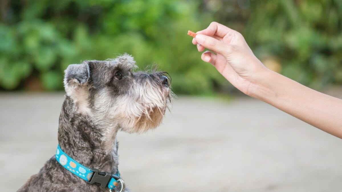 The Mini Schnauzer Dog Life: 8 Pro Tips 3 The Mini Schnauzer Dog Life: 8 Pro Tips - mini schnauzer dog eating food ss431871289
