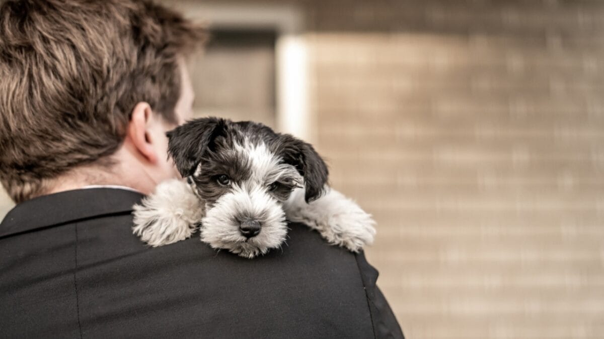 18 Ways Your Dog Communicates Without Saying a Word 11 18 Ways Your Dog Communicates Without Saying a Word - mini schnauzer dog resting on shoulder ss2462941055