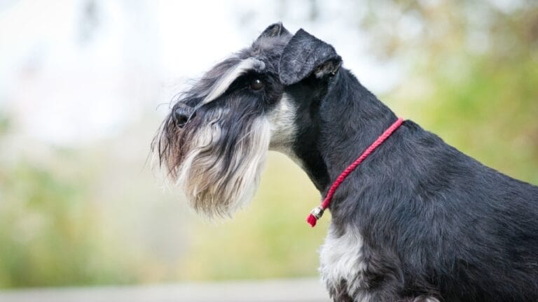 The Mini Schnauzer Dog Life: 8 Pro Tips 5 The Mini Schnauzer Dog Life: 8 Pro Tips - mini schnauzer dog side ss520649512