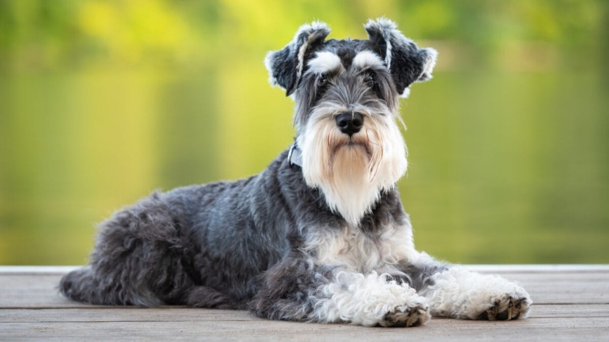 13 Best Dog Breeds for Seniors Who Appreciate Gentle, Affectionate Pets 11 13 Best Dog Breeds for Seniors Who Appreciate Gentle, Affectionate Pets - mini schnauzer dog sitting river ss1836759934