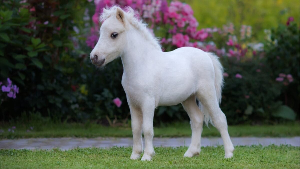 10 of the Cheapest Horses to Keep as Pets 8 10 of the Cheapest Horses to Keep as Pets - miniature horse ss700400302