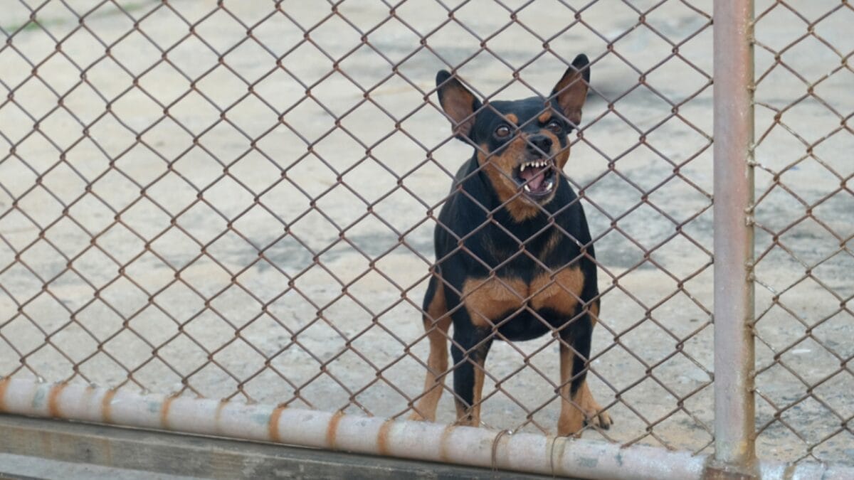 15 Common Reasons Dogs Bark & How to Address Each One 3 15 Common Reasons Dogs Bark & How to Address Each One - miniature pinscher barking ss1264755940