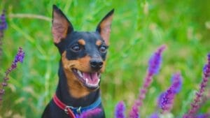 10 Facts About Miniature Pinschers That Will Change What You Think 1 10 Facts About Miniature Pinschers That Will Change What You Think - miniature pinscher dog ss657026872