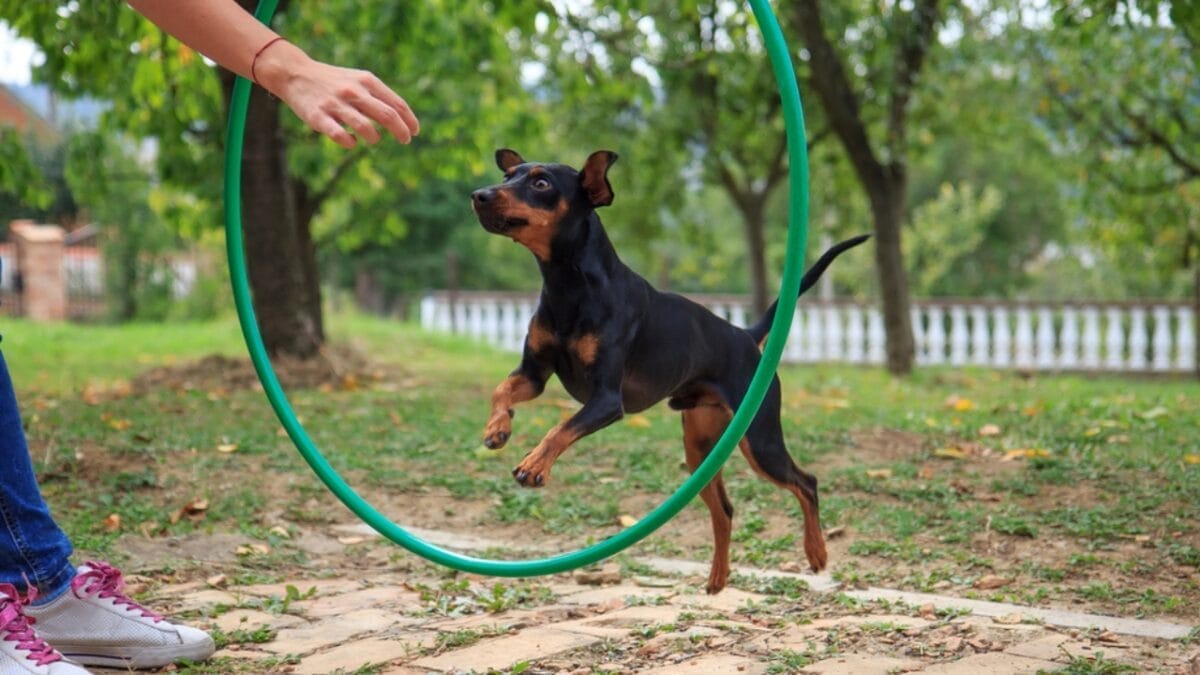 10 Facts About Miniature Pinschers That Will Change What You Think 3 10 Facts About Miniature Pinschers That Will Change What You Think - miniature pinscher energetic ss498675403