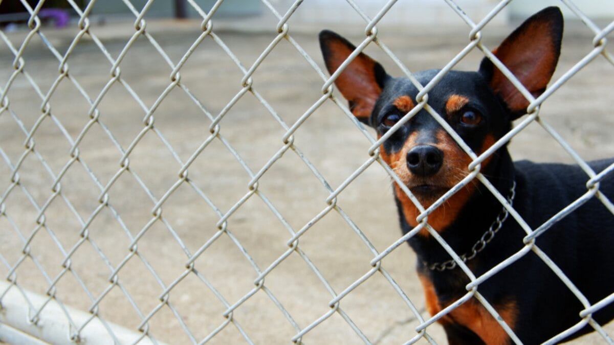 10 Facts About Miniature Pinschers That Will Change What You Think 6 10 Facts About Miniature Pinschers That Will Change What You Think - miniature pinscher fence ss1118712938