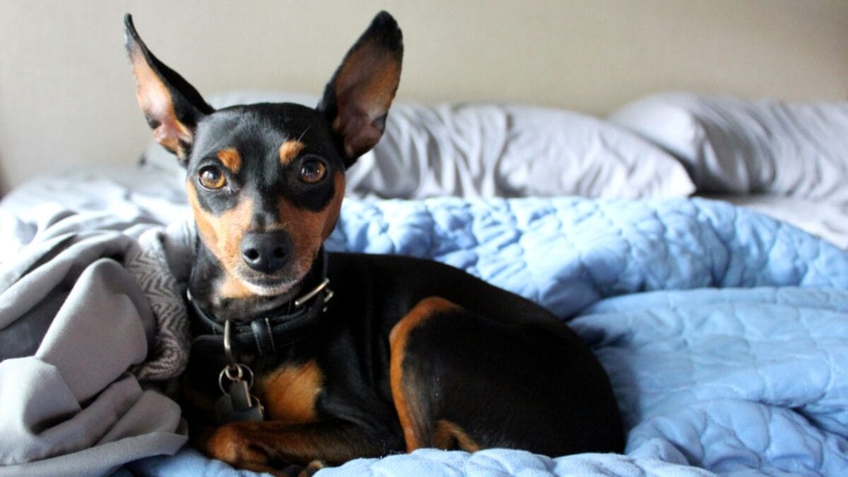 10 Facts About Miniature Pinschers That Will Change What You Think 11 10 Facts About Miniature Pinschers That Will Change What You Think - miniature pinscher in couch ss1093092404