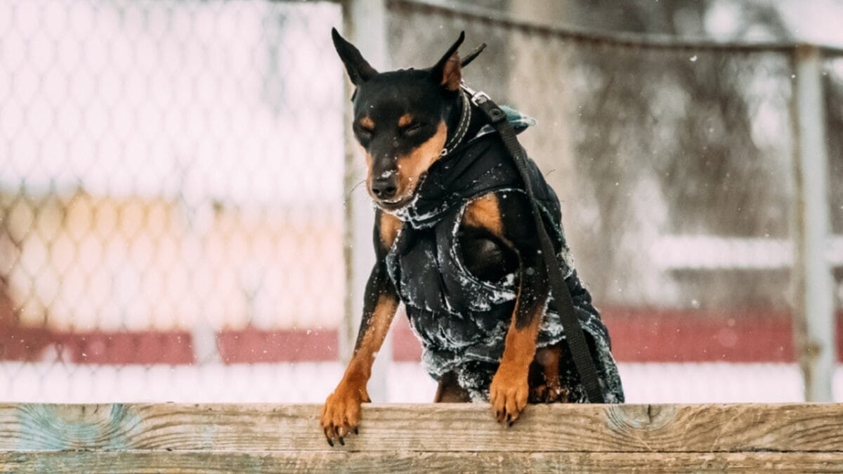 10 Facts About Miniature Pinschers That Will Change What You Think 8 10 Facts About Miniature Pinschers That Will Change What You Think - miniature pinscher stubborn ss1054832462