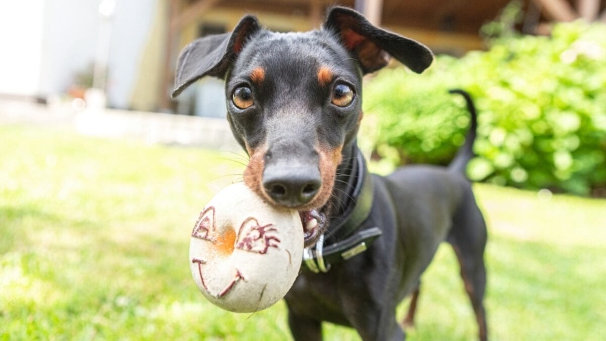 10 Facts About Miniature Pinschers That Will Change What You Think 2 10 Facts About Miniature Pinschers That Will Change What You Think - miniature pinscher toys ss2184951321