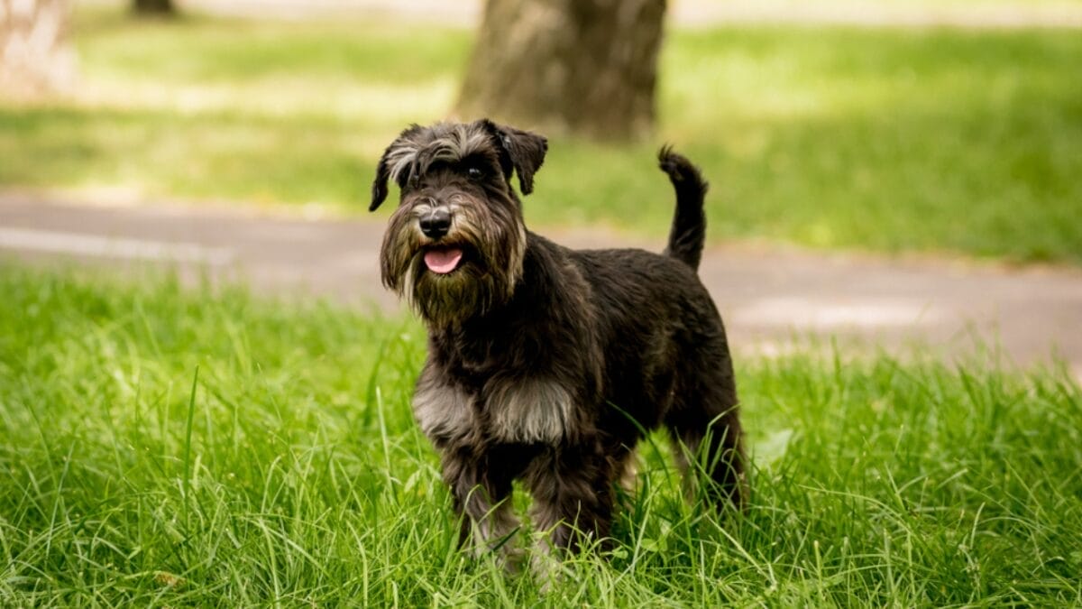 Meet the Brainiest Dog Breeds: 14 Canine Geniuses 14 Meet the Brainiest Dog Breeds: 14 Canine Geniuses - miniature ss1809751306