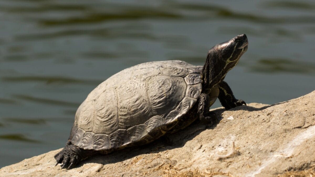 12 U.S. States Where Turtles Make Their Nests 13 12 U.S. States Where Turtles Make Their Nests - minnesota turtle dp10290724