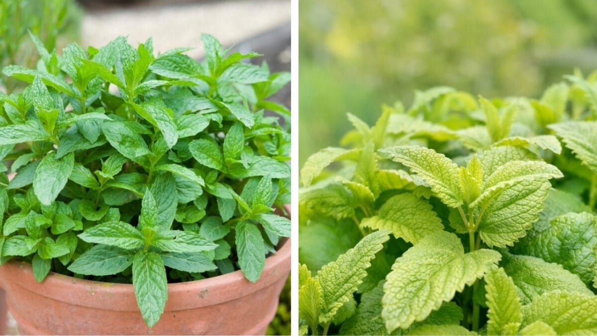 6 Perfect Herb Pairings for Your Garden 6 6 Perfect Herb Pairings for Your Garden - mint and lemon balm ss2107398803 2161226013