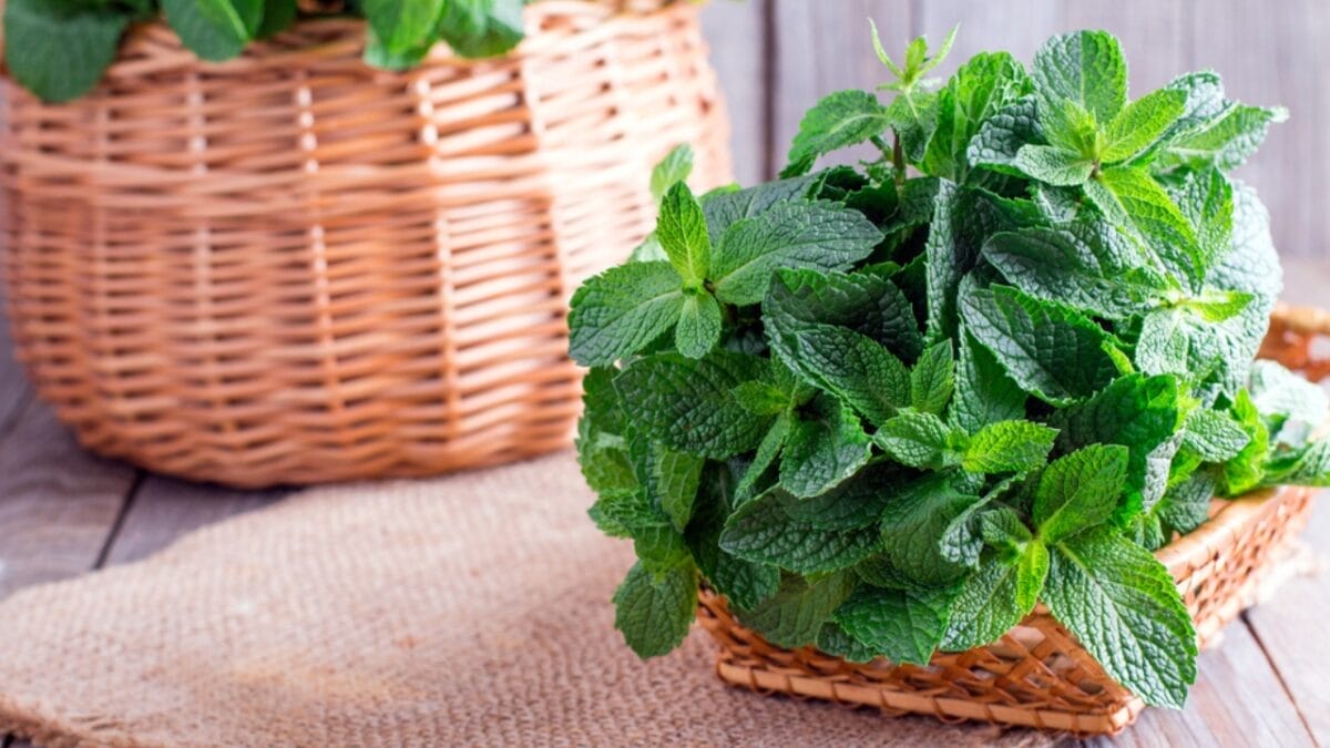 12 Perennial Vegetables & Herbs to Plant in Pots for a Lifetime of Harvest 3 12 Perennial Vegetables & Herbs to Plant in Pots for a Lifetime of Harvest - mint leaves dp166832248