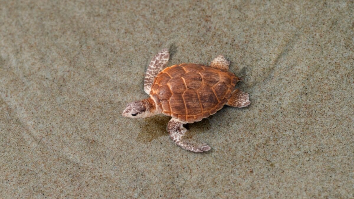 12 U.S. States Where Turtles Make Their Nests 11 12 U.S. States Where Turtles Make Their Nests - mississippi turtle dp616128024