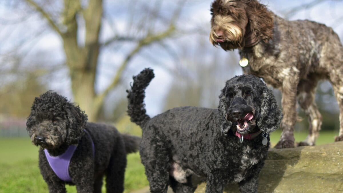 15 Doodle Dog Breeds Taking the Pet World by Storm - mixed poodles ss2432868527