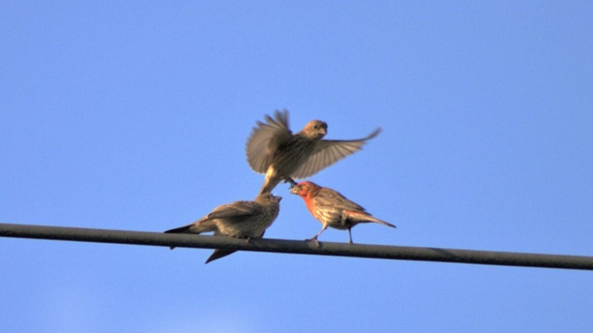 15 Talents of Mockingbirds - Nature's Cover Artists 10 15 Talents of Mockingbirds - Nature's Cover Artists - mockingbird fighting dp534494786