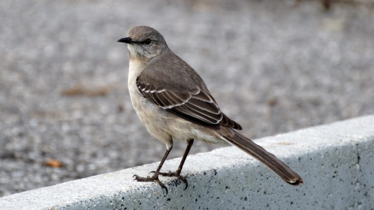 15 Talents of Mockingbirds - Nature's Cover Artists 13 15 Talents of Mockingbirds - Nature's Cover Artists - mockingbird in backyard dp40433937