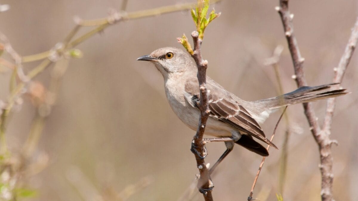 15 Talents of Mockingbirds - Nature's Cover Artists 6 15 Talents of Mockingbirds - Nature's Cover Artists - mockingbird in fall dp71277095
