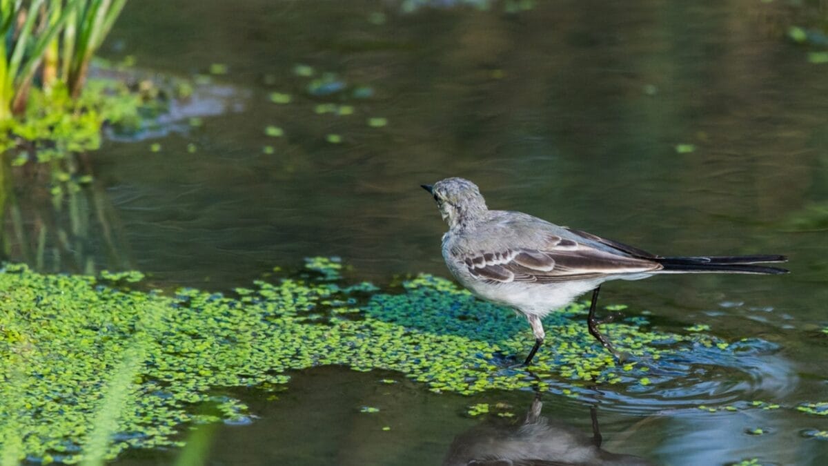 15 Talents of Mockingbirds - Nature's Cover Artists 14 15 Talents of Mockingbirds - Nature's Cover Artists - mockingbird in river dp206465208