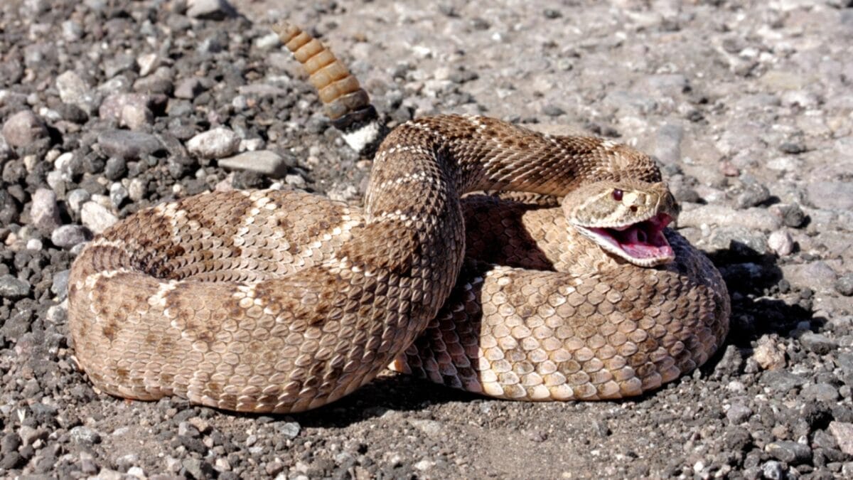 This Venomous Predator is One of North America's Deadliest Snakes 2 This Venomous Predator is One of North America's Deadliest Snakes - mojave rattlesnake dp43704791