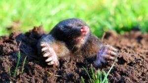 The 5 Most Irresistible Scents That Draw Moles into Your Garden 1 The 5 Most Irresistible Scents That Draw Moles into Your Garden - mole in soil ss2341605161
