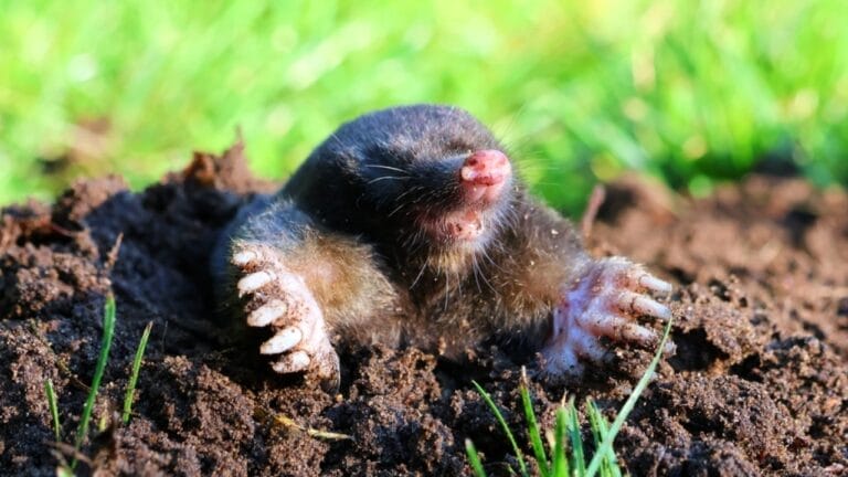 The 5 Most Irresistible Scents That Draw Moles into Your Garden 3 The 5 Most Irresistible Scents That Draw Moles into Your Garden - mole in soil ss2341605161