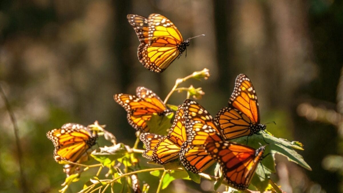 Monarchs Defy Fragility: 10 Facts About Their Strength 3 Monarchs Defy Fragility: 10 Facts About Their Strength - monarch butterly dp51332627