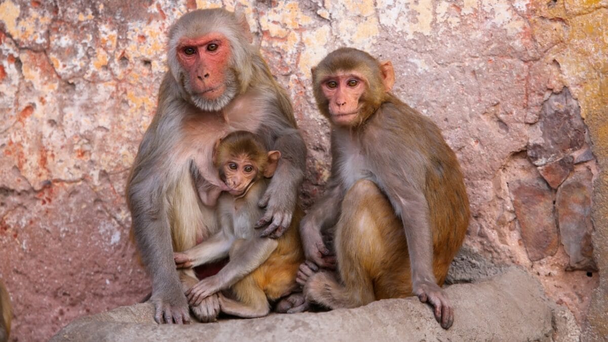 10 Species with the Power to Wipe Out Humanity 6 10 Species with the Power to Wipe Out Humanity - monkey ss377748766