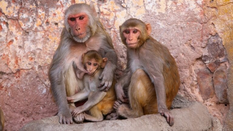 The 10 Largest Monkeys in the World 5 The 10 Largest Monkeys in the World - monkey ss377748766