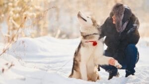 Unleash The Monochrome Pups: 13 Black & White Dog Breeds for Every Lifestyle 1 Unleash The Monochrome Pups: 13 Black & White Dog Breeds for Every Lifestyle - monochromatic dogs ss778931569