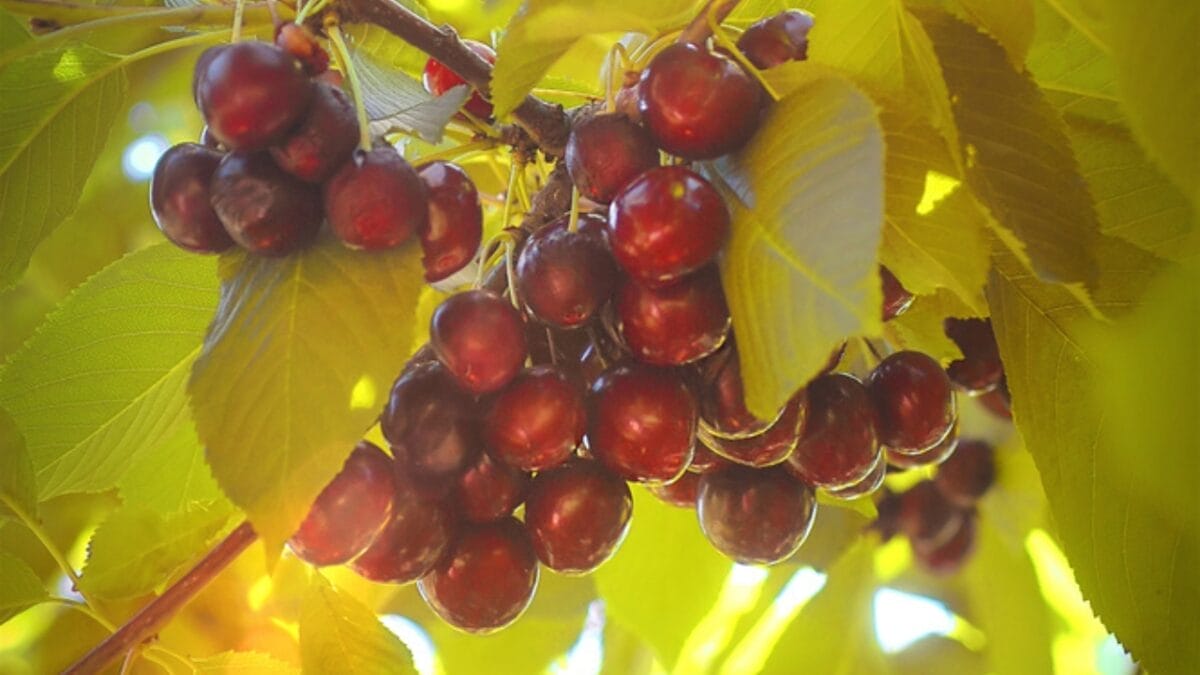 The Top 10 Cherry-Producing States in the U.S. 11 The Top 10 Cherry-Producing States in the U.S. - montana cherry ss460927681