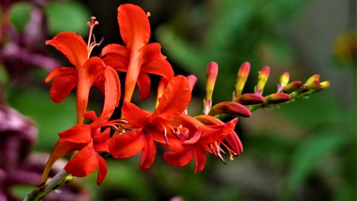 9 Favorite Perennials That Attract Hummingbirds Year After Year 6 9 Favorite Perennials That Attract Hummingbirds Year After Year - montbretia ss1134427373