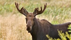 11 U.S. States with the Most Moose Roaming Free 1 11 U.S. States with the Most Moose Roaming Free - moose dp4721679