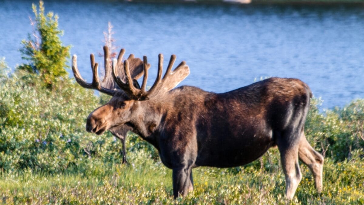 11 U.S. States with the Most Moose Roaming Free 11 11 U.S. States with the Most Moose Roaming Free - moose in colorado dp49854947