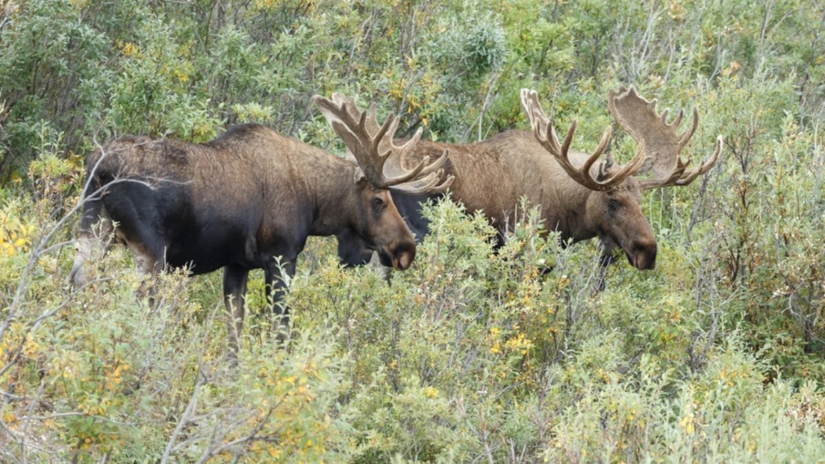 11 U.S. States with the Most Moose Roaming Free 14 11 U.S. States with the Most Moose Roaming Free - moose in forest dp126742568