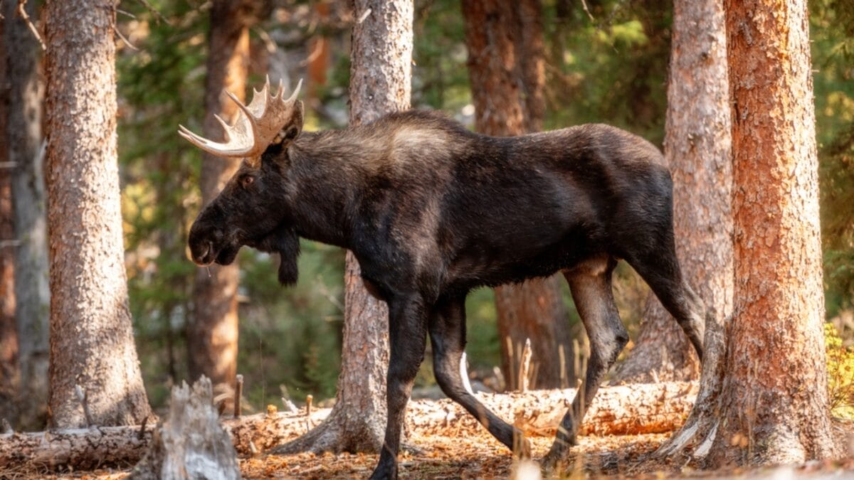 11 U.S. States with the Most Moose Roaming Free 5 11 U.S. States with the Most Moose Roaming Free - moose in idaho dp417418560