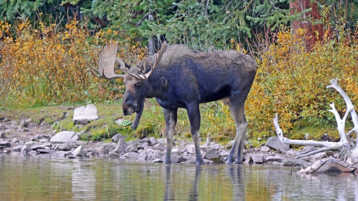 11 U.S. States with the Most Moose Roaming Free 4 11 U.S. States with the Most Moose Roaming Free - moose in maine dp43451917