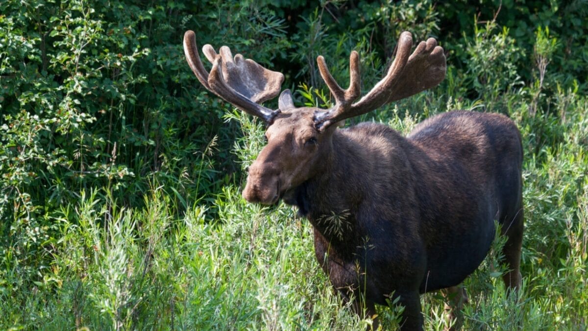 11 U.S. States with the Most Moose Roaming Free 6 11 U.S. States with the Most Moose Roaming Free - moose in minnesota dp360434806