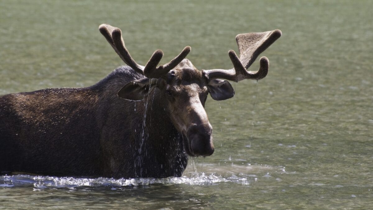 11 U.S. States with the Most Moose Roaming Free 10 11 U.S. States with the Most Moose Roaming Free - moose in montana dp21904221