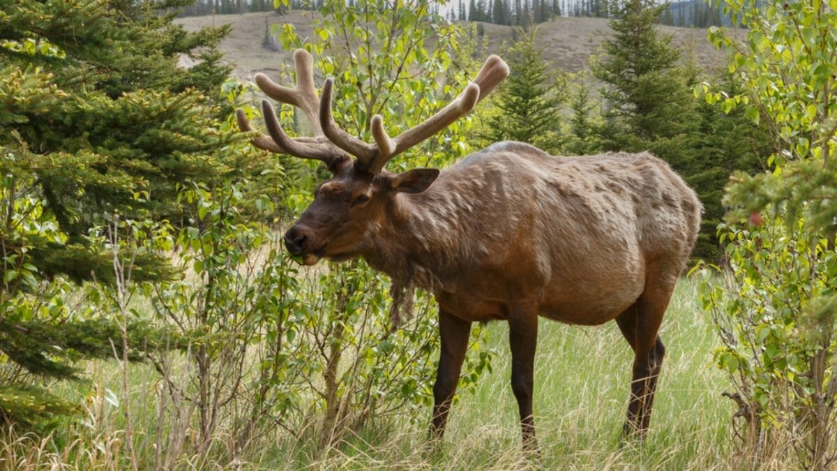 11 U.S. States with the Most Moose Roaming Free 7 11 U.S. States with the Most Moose Roaming Free - moose in new hampshire dp130575766