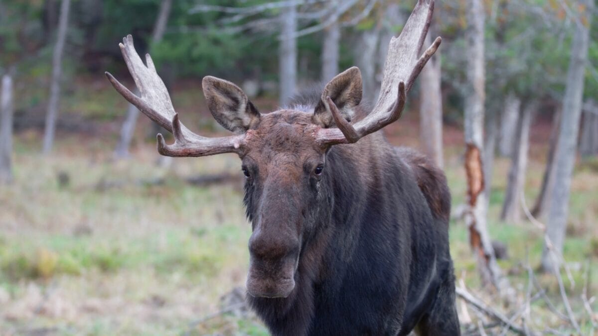 11 U.S. States with the Most Moose Roaming Free 9 11 U.S. States with the Most Moose Roaming Free - moose in vermont dp177944064
