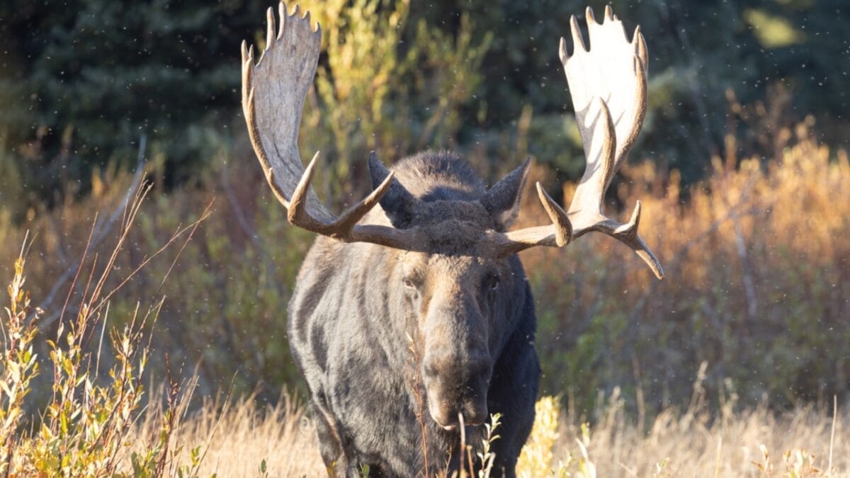 11 U.S. States with the Most Moose Roaming Free 8 11 U.S. States with the Most Moose Roaming Free - moose in wyoming dp545751184