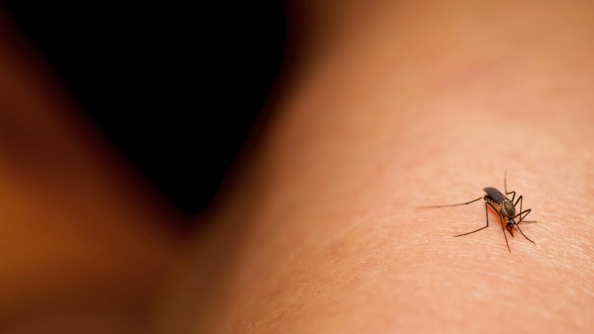 10 States Overrun by Mosquitoes: Where They're Worst - mosquito biting on skin 2339966399