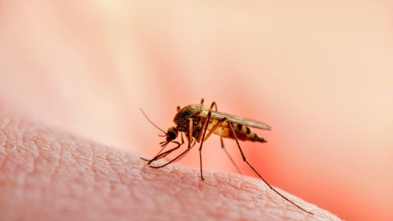10 States Overrun by Mosquitoes: Where They're Worst - mosquito biting on skin ss1483138139